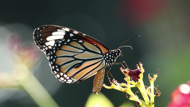 Danaus genutia, the stripped tiger or common tiger, one of common butterflies in Southeast Asia, is standing and resting on flower stalks with rim light on natural blurred dark green background.