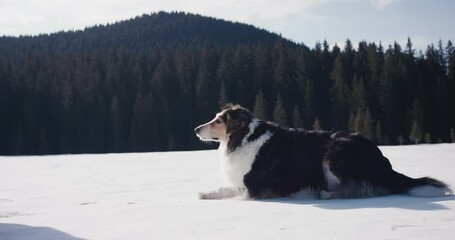 Dog jumps playing catches ball toy bring to female winter snow flares