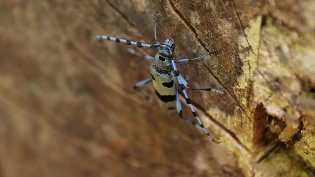 Alpine longhorn beetle Rosalia Alpina