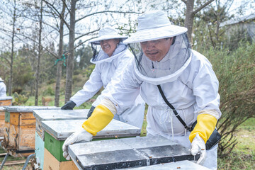 Two beekeepers a man and a woman work on honeycombs in the field