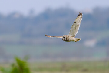 Short-eared owl Asio flammeus flying over countryside at dusk