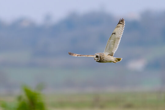 Short-eared owl Asio flammeus flying over farmland