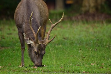 The hair on the body is brown. Have other colors mixed up He's smaller than other genus deer. Under...