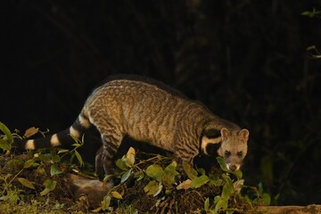 A Large Indian Civet  (Viverra zibetha) Animals that live alone at night and sleep during the day. Nakhon Ratchasima, Thailand.