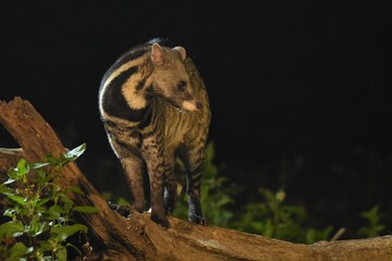 A Large Indian Civet  (Viverra zibetha) Animals that live alone at night and sleep during the day. Nakhon Ratchasima, Thailand. - obrazy, fototapety, plakaty