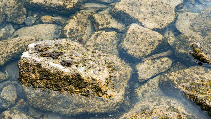 rocky bottom of the reservoir. little frogs are sitting on a large stone