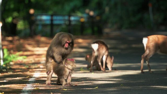 Yakushima macaque monkeys in the forest on a summers day, Kagoshima Japan
