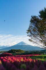 landscape with flowers