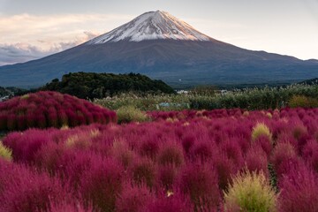 mountain and blossoms
