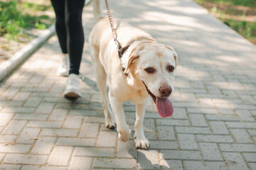 Portrait of a labrador taken for a walk in the park by his mistress. Dog training. Golden...