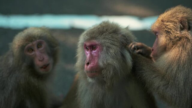 Yakushima macaque monkeys in the forest on a summers day, Kagoshima Japan
