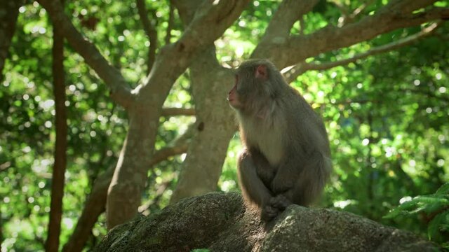 Yakushima macaque monkeys in the forest on a summers day, Kagoshima Japan