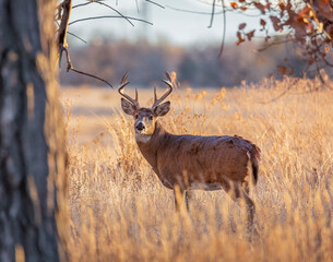White tailed deer male (buck) standing broadside in tree opening on field edge at Rocky Mountain Arsenal National Wildlife Refuge
