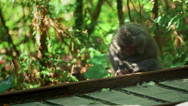Yakushima macaque monkeys in the forest on a summers day, Kagoshima Japan