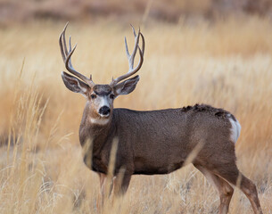 Mule deer male ( buck) standing broadside in tall grass at Rocky Mountain Arsenal National Wildlife...