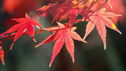 光で透ける紅葉クローズアップ