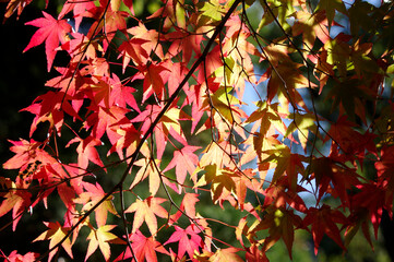 光で透ける紅葉