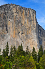 Fototapeta na wymiar The famous sheer rock face of El Capitan and the woods beneath, Yosemite National Park, California, USA 