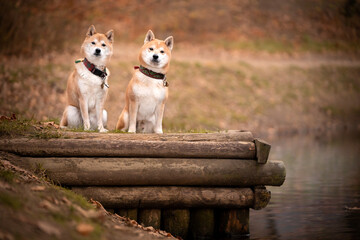 Dwa psy rasy shiba inu w parku  - obrazy, fototapety, plakaty