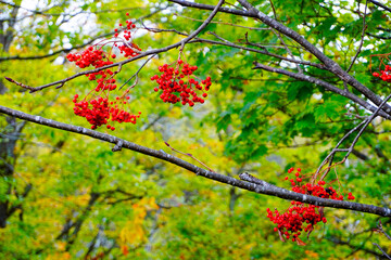 The shore of Maruike in Shiga Kogen. It bears bright red fruits. The finest red fruits get wet in the rain and shine like jewels. The leaves have a gradation from green to yellow.
