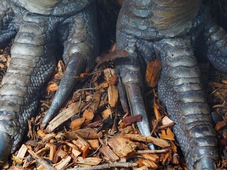 A closeup image of a Southern Cassowary's substantial and deadly claws.