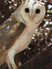 Vigilant quick-witted Barn Owl with penetrating eyes and immaculate plumage.