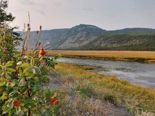 Bush in Yellowstone National Park Next to River