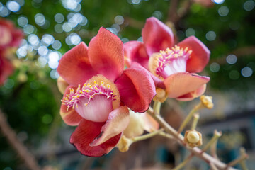 The flowers of Cannonball tree or Shorea robusta is native to the rainforests tree.