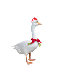 White goose wearing christmas hat and  scarf standing on white background.