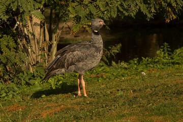 Fototapeta premium The southern screamer, crested screamer (Chauna torquata).