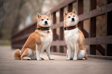 Dwa siedzące psy rasy shiba inu  - obrazy, fototapety, plakaty
