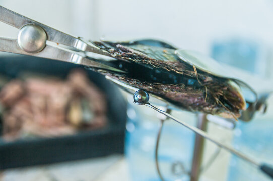 close up of a Tahitian pearl from of mother of pearl