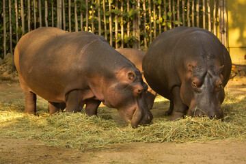 The Common hippopotamus (Hippopotamus amphibius