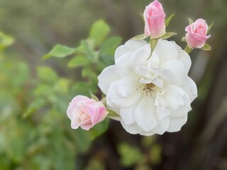 Pink and white roses in a garden