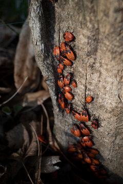 European firebugs on a tree turnk