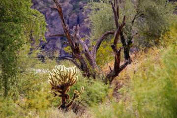 Varieties of cactus in Arizona desert 