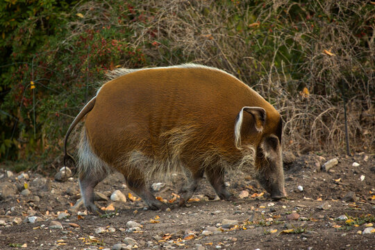 The red river hog, the bush pig (Potamochoerus porcus).