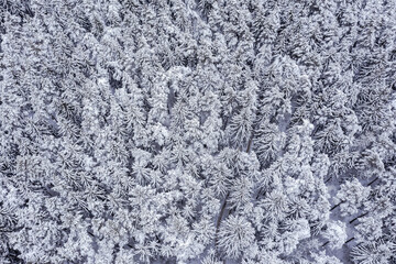 winter background with snow-covered fir trees forest. drone aerial photography.