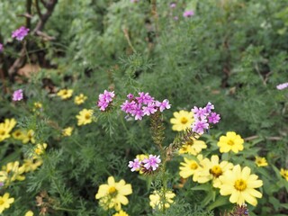 Fototapeta premium 公園に咲いているピンクの花