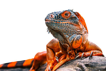 Red or orange color iguana, the iguana is looking aside, crawl on a bunch of wood, isolated red...