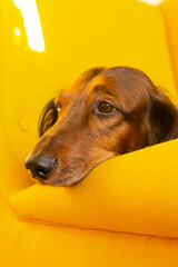 Red long haired dachshund lying on yellow chair, small dog portrait