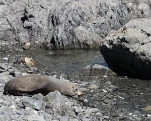 seal on the beach