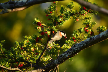 オンコの実をくわえるヤマガラ