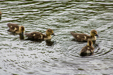 Ducklings on the water 