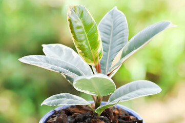 Decora Tree, Indian Rubber Tree or Rubber Plant or Variegated Indian Rubber