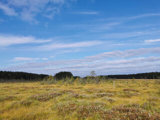 Fototapeta premium Thin small pines growing in the swamp, among the grass against the sky with clouds.