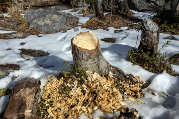 Silver Lake trail with snow and ice