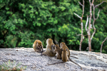The background of monkeys, monkeys, food lovers, blurred backgrounds, which come from the swiftness of wildlife, often seen in mountains, zoos, or tourist attractions.
