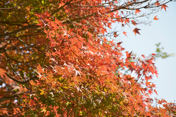 Fototapeta premium red leaves looks like flowers blossoms in autumn sunny day