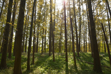 Fototapeta premium sunshine leak into trees in the forest in sunny afternoon
